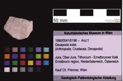 Foto (Objekt + Etiketten) von Decapoda indet. (NHMW-GEO-1990-0041-0198)
